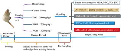 Antarctic krill (Euphausia superba) oil modulatory effects on ethanol-induced acute injury of the gastric mucosa in rats